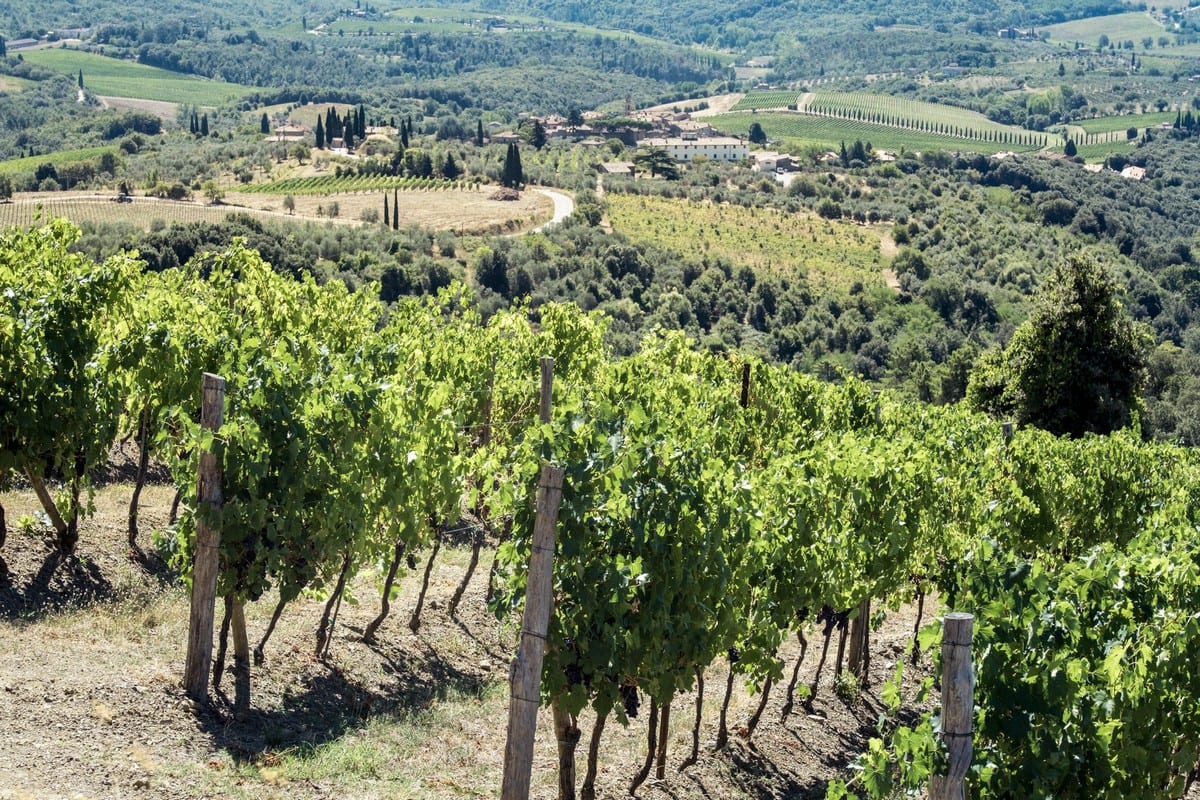 Tenuta Arceno and the Tuscan identity - Gambero Rosso International