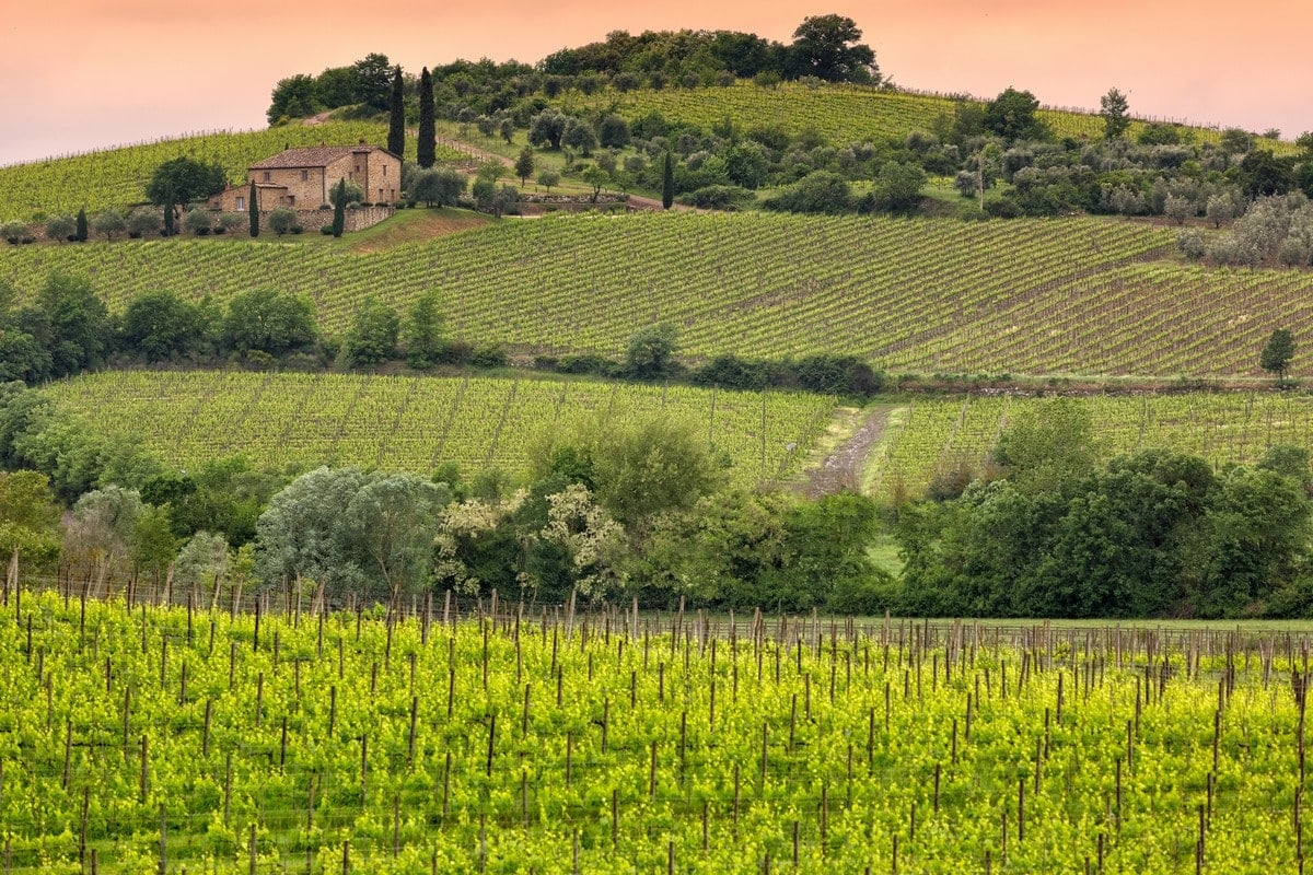 The Best Morellino Di Scansano, Rosso Di Montalcino, And Rosso Di 