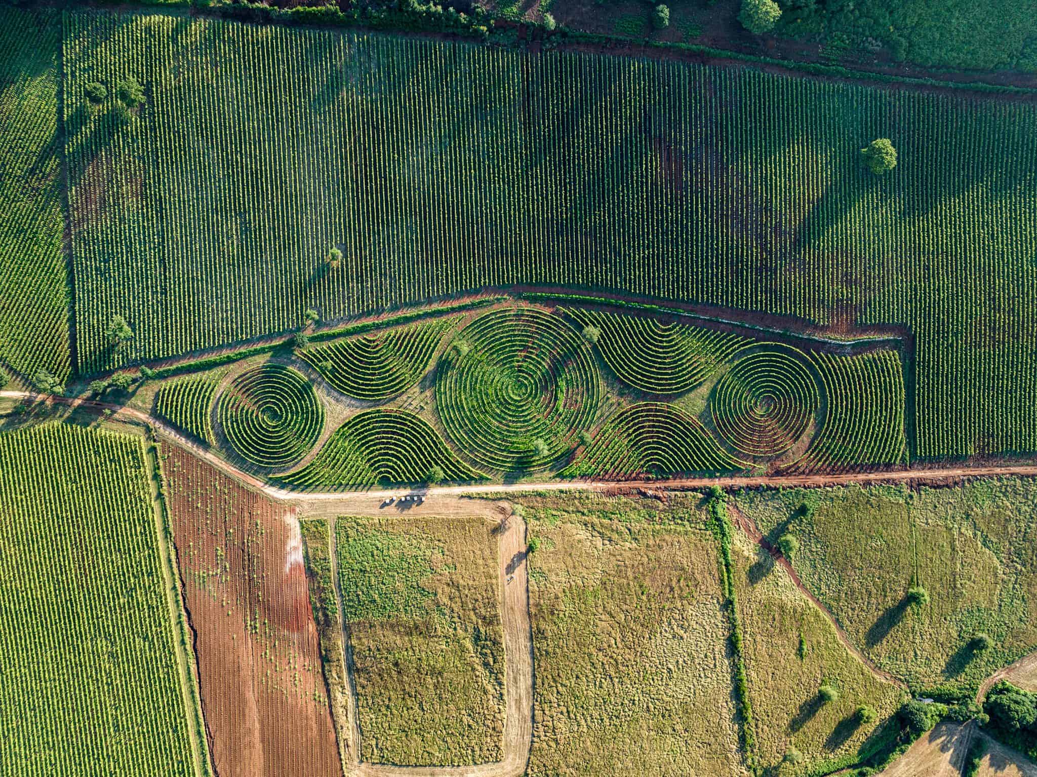 From the vineyard to the world's largest maze comes the wine of ancient ...