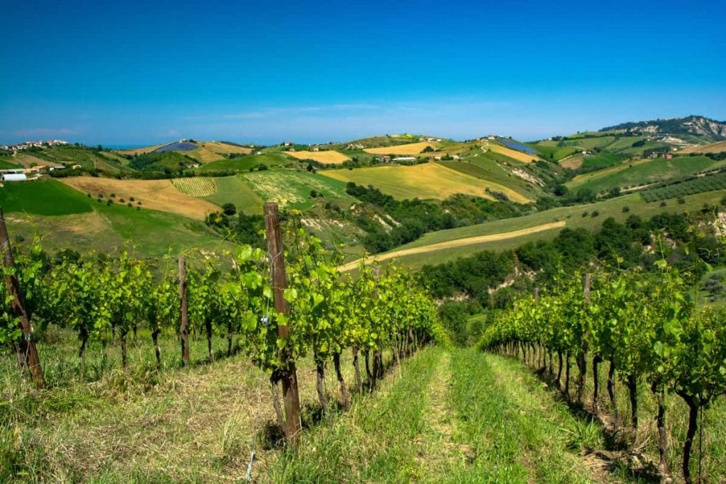 The top 10 Trebbiano d'Abruzzo wines selected by Gambero Rosso ...