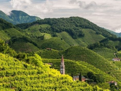 Here's how vineyards in Veneto are changing to save grapes from climate change