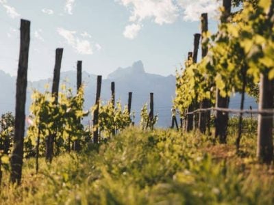 Above 1,000 meters: wine moves to higher altitudes to face climate change