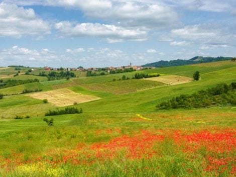 Timorasso: the red wine dressed as white from the Colli Tortonesi. Here are the 16 best labels