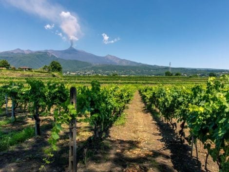 The 12 best Etna wines chosen by Gambero Rosso