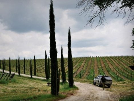 If you say Syrah, you say Cortona. The story of Stefano Amerighi and other Tuscan producers