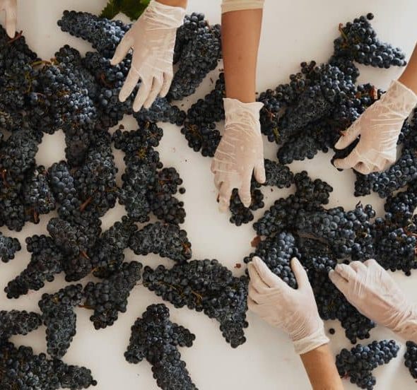 The second life of Tuscan Merlot: the wine successfully challenging climate change